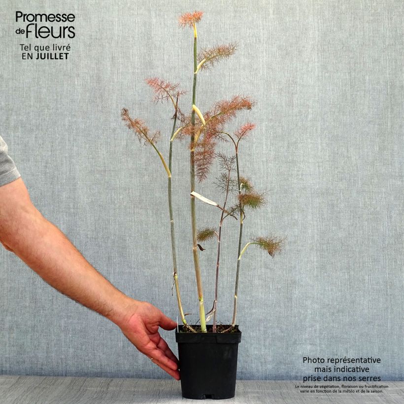 Exemplaar van Foeniculum vulgare Giant Bronze - Venkel Pot van 2 l/3 l zoals geleverd in de zomer