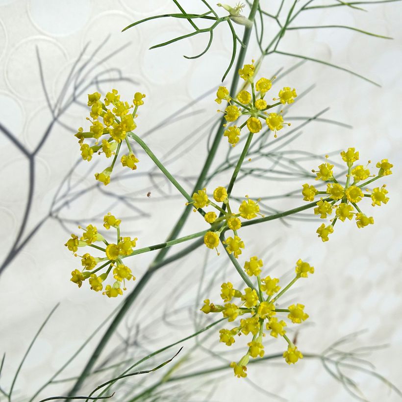 Venkel - Foeniculum vulgare (Bloei)