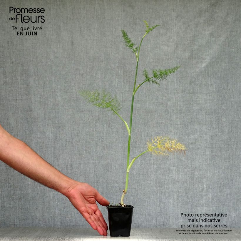 Exemplaar van Venkel - Foeniculum vulgare Kweekpotje van 7/8 cm zoals geleverd in de zomer