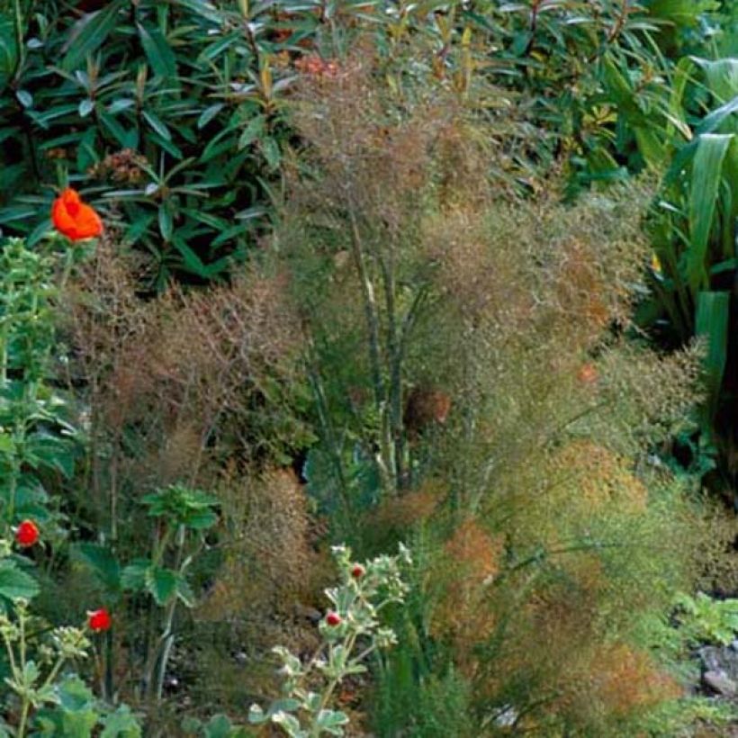 Foeniculum vulgare Giant Bronze - Venkel (Groeiplaats)