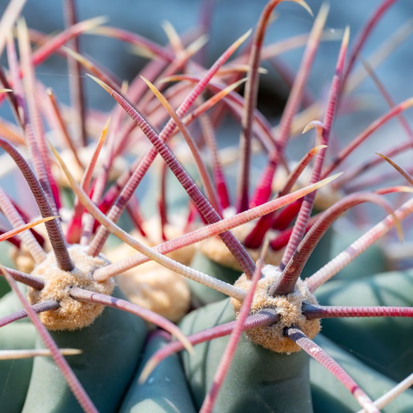 Ferocactus emoryi - Vatcactus (Blad)