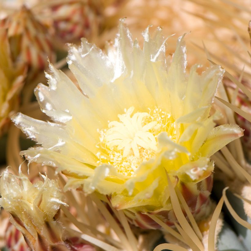 Ferocactus glaucescens - Vatcactus (Bloei)