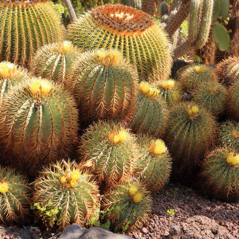 Ferocactus glaucescens - Vatcactus (Groeiplaats)