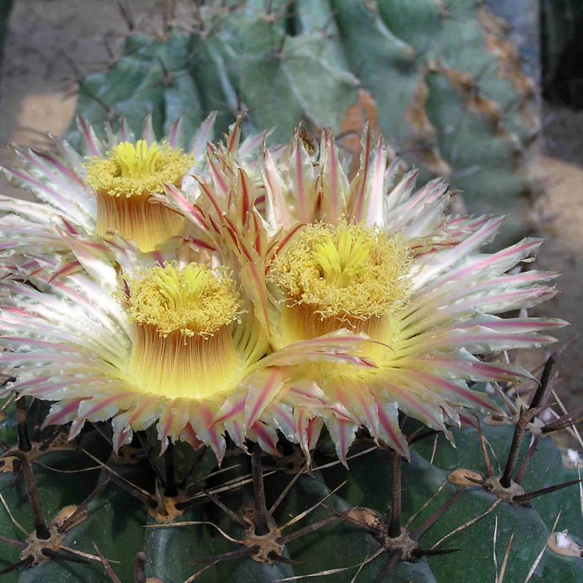 Ferocactus horridus - Vatcactus (Bloei)
