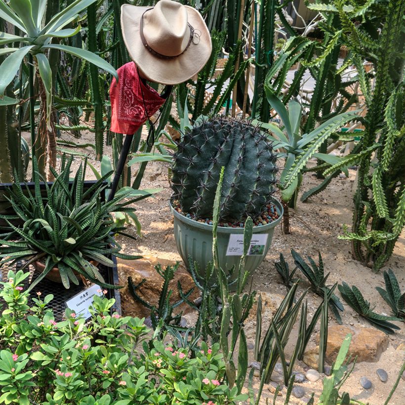 Ferocactus horridus - Vatcactus (Groeiplaats)