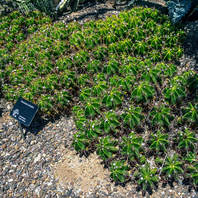 Ferocactus robustus - Vatcactus (Groeiplaats)