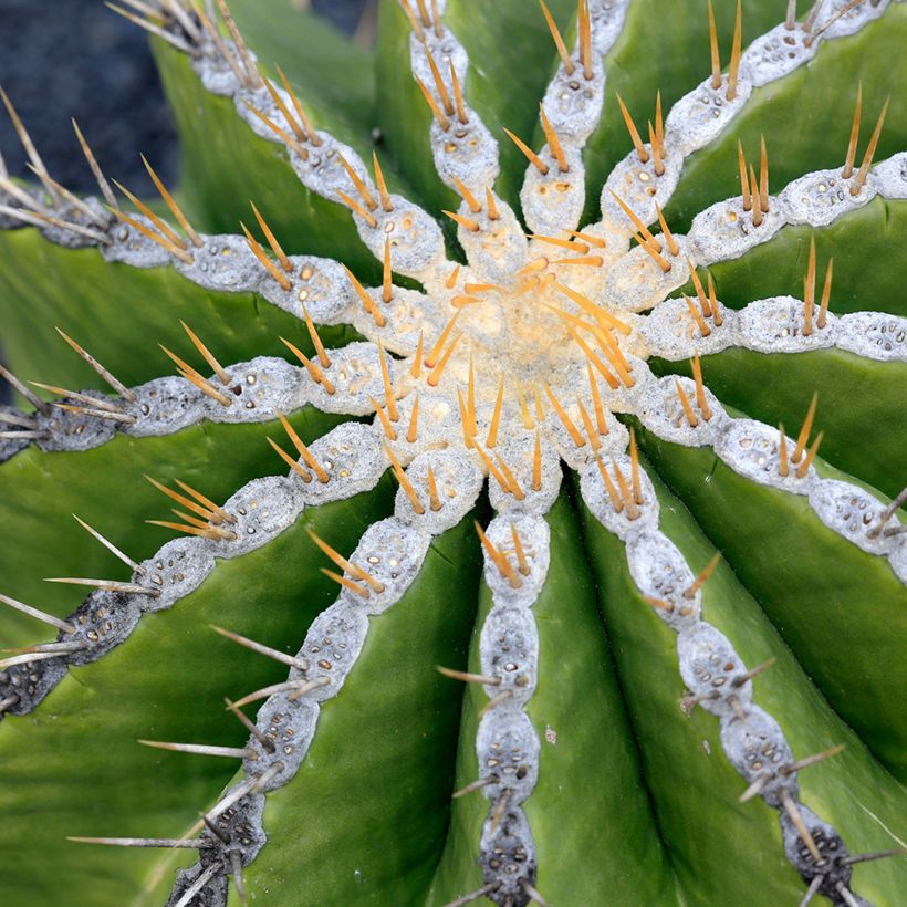 Ferocactus schwarzii - Vatcactus (Blad)