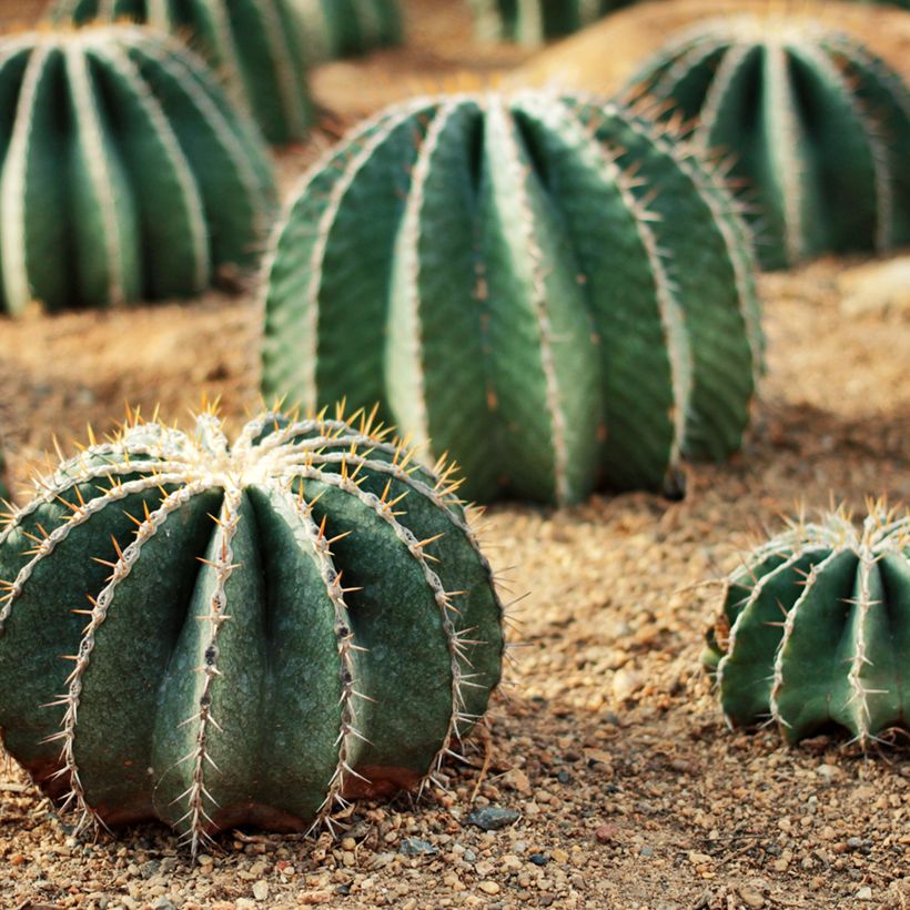 Ferocactus schwarzii - Vatcactus (Groeiplaats)
