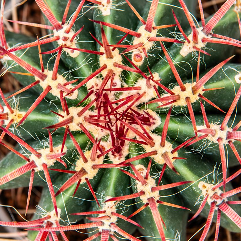 Ferocactus stainesii - Vatcactus (Blad)