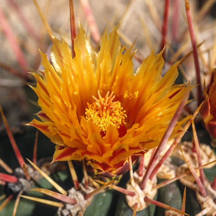 Ferocactus stainesii - Vatcactus (Bloei)