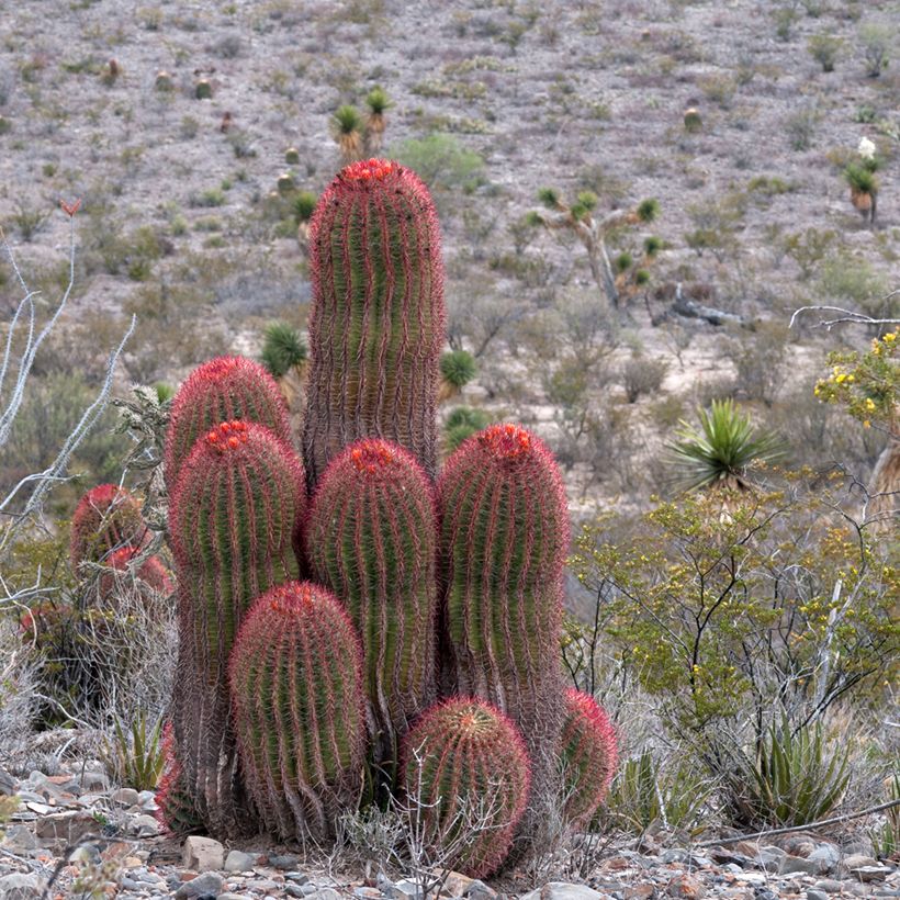 Ferocactus stainesii - Vatcactus (Groeiplaats)