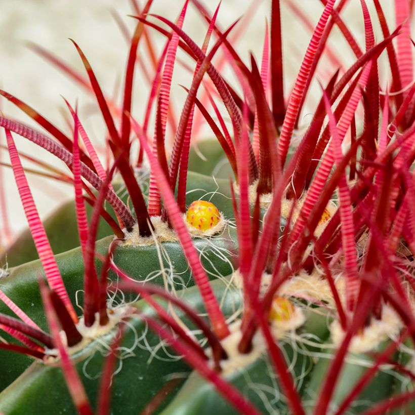 Ferocactus stainesii pilosus - Vatcactus (Blad)