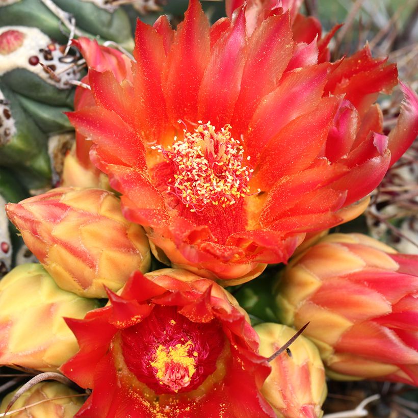 Ferocactus emoryi - Vatcactus (Bloei)