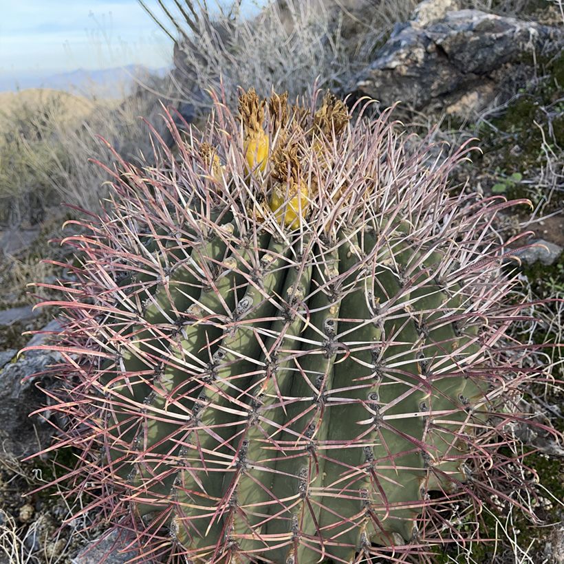 Ferocactus emoryi - Vatcactus (Groeiplaats)