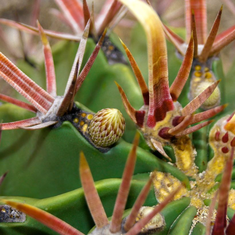 Ferocactus latispinus - Cactus tonneau (Blad)