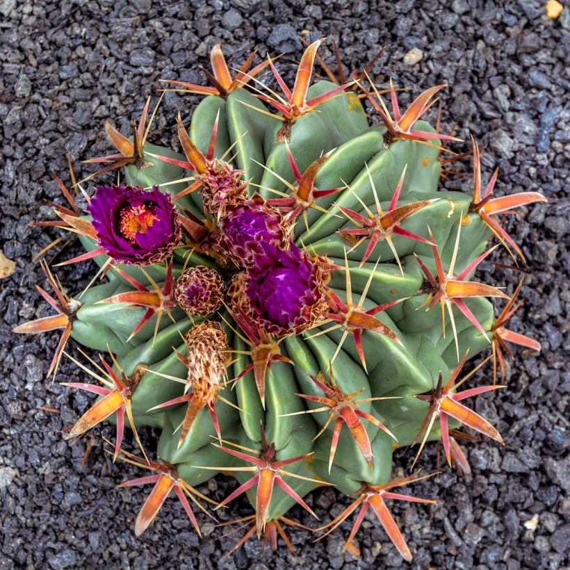Ferocactus latispinus - Cactus tonneau (Bloei)