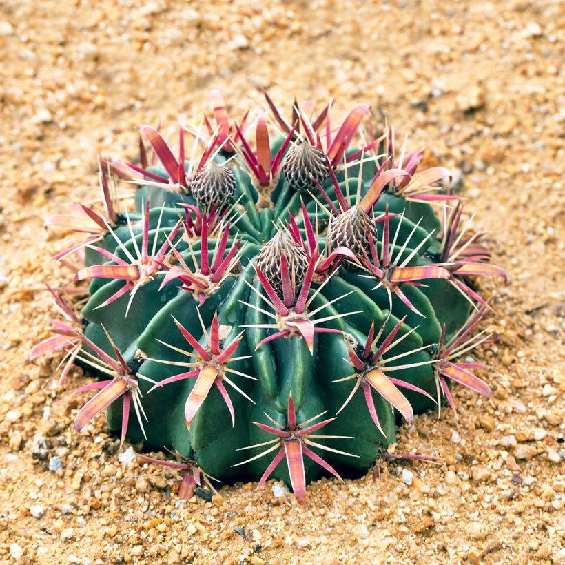Ferocactus latispinus - Cactus tonneau (Groeiplaats)