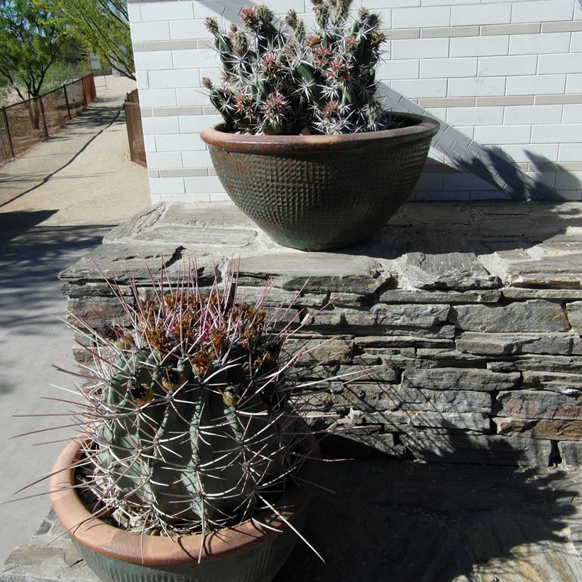 Ferocactus rectispinus - Vatcactus (Groeiplaats)