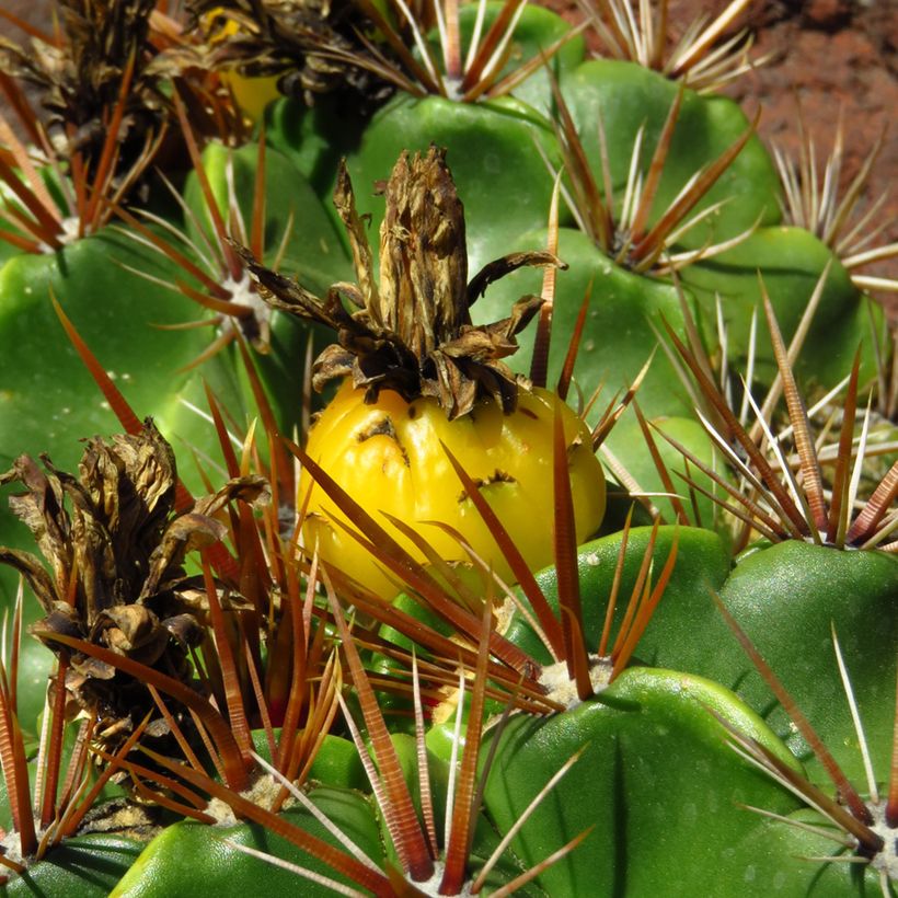 Ferocactus robustus - Vatcactus (Oogst)