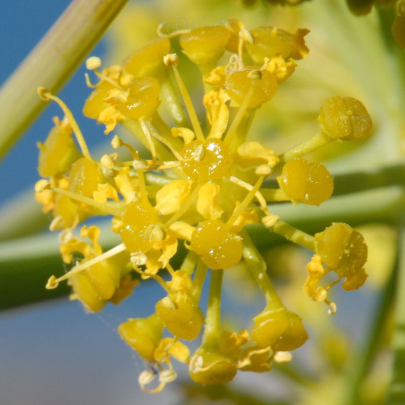 Ferula tingitana - Venkelboom (Bloei)