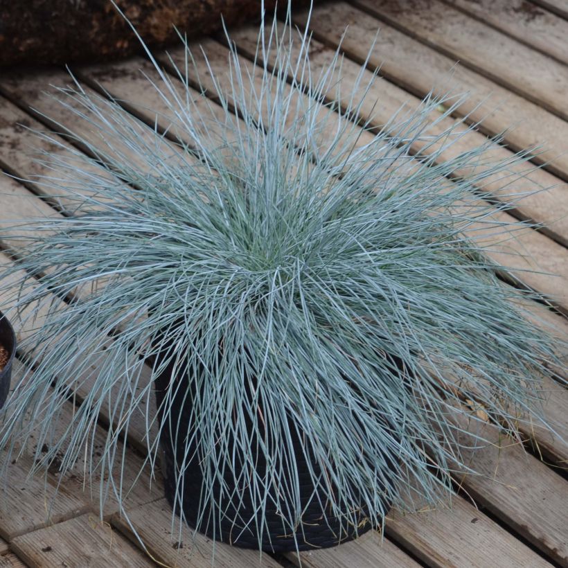 Festuca glauca Intense Blue - Blauw schapengras (Plant habit)