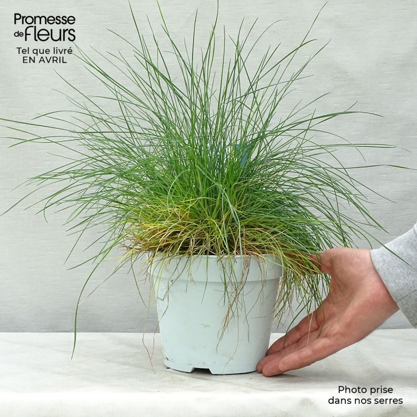 Example of Festuca glauca Intense Blue - Blauw schapengras Pot van 2 l/3 l as you get in printemps