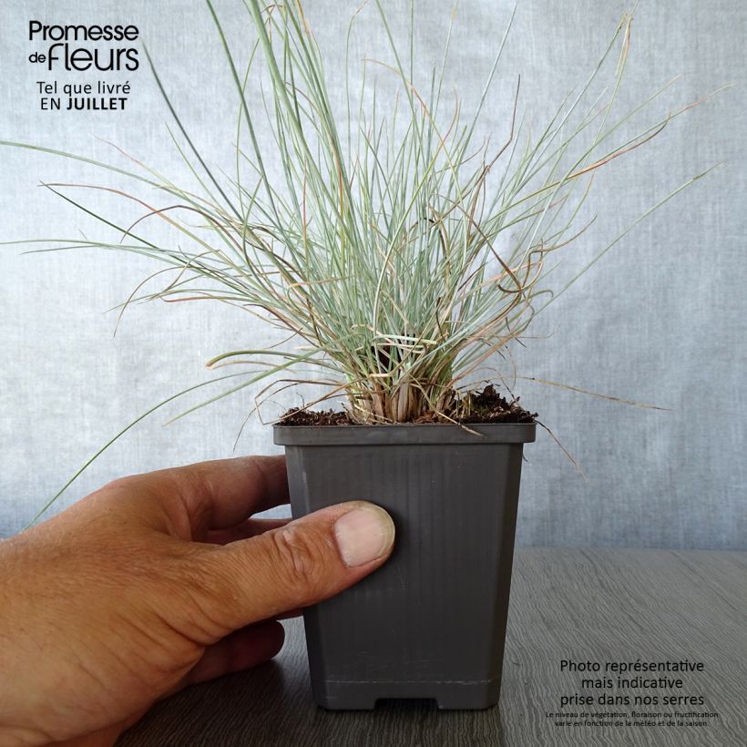 Exemplaar van Festuca glauca Intense Blue - Blauw schapengras Kweekpotje van 8/9 cm zoals geleverd in de zomer