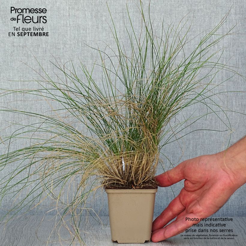 Exemplaar van Festuca glauca Sunrise (zaad) - Blauw schapengras Kweekpotje van 8/9 cm zoals geleverd in de herfst