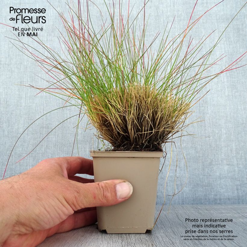 Exemplaar van Festuca glauca Sunrise (zaad) - Blauw schapengras Kweekpotje van 8/9 cm zoals geleverd in de lente
