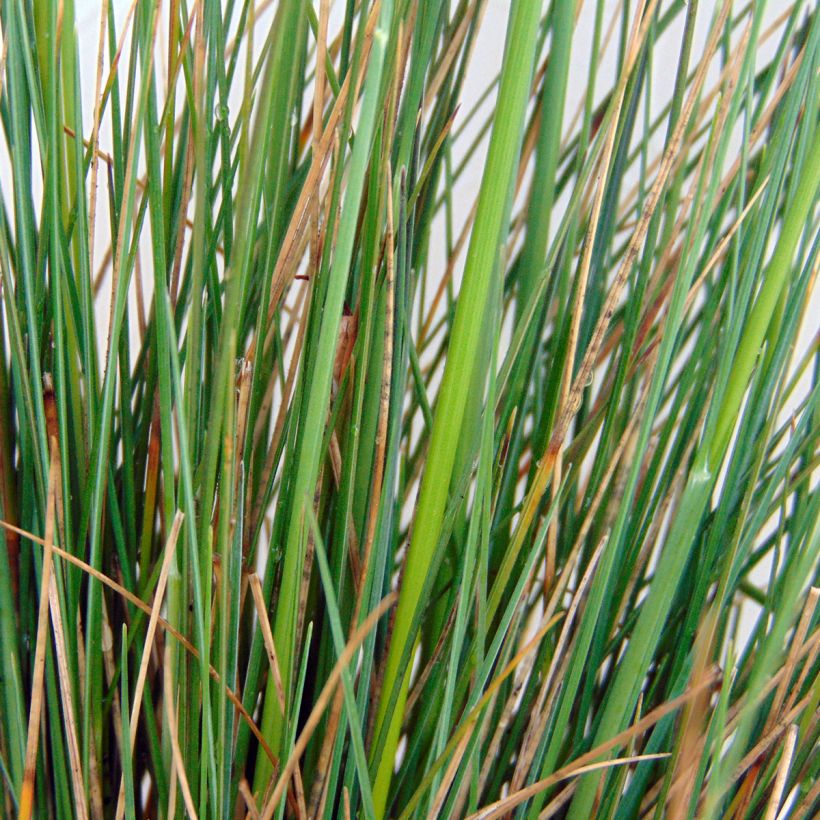 Festuca amethystina - Zwenkgras (Blad)