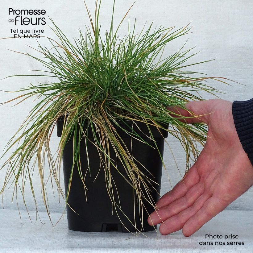 Exemplaar van Festuca amethystina - Zwenkgras Pot van 2 l/3 l zoals geleverd in de lente