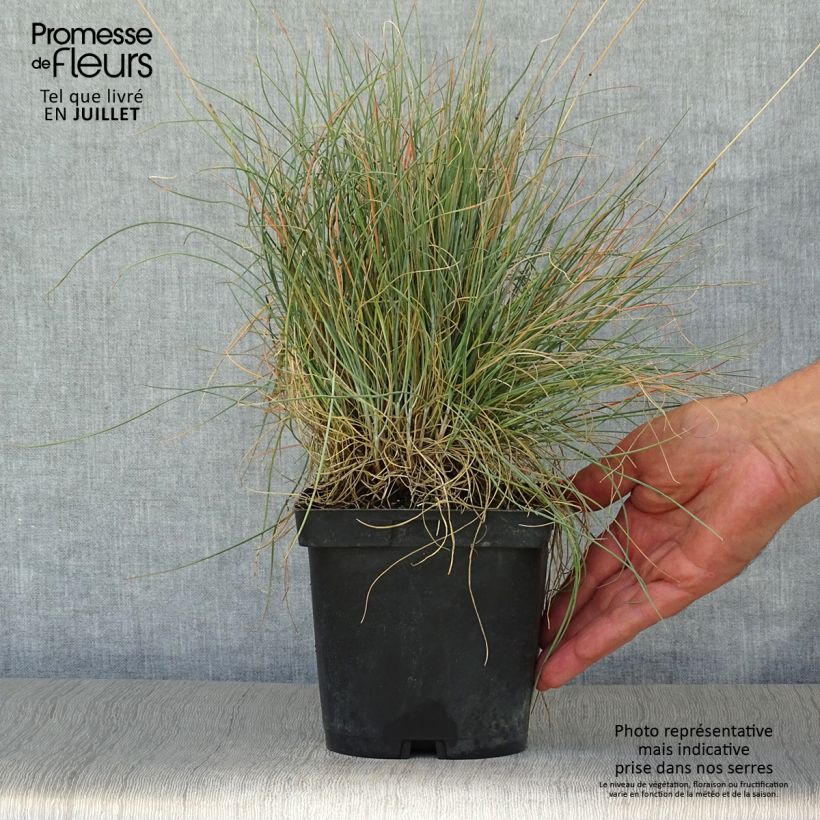 Exemplaar van Festuca amethystina - Zwenkgras Pot van 2 l/3 l zoals geleverd in de zomer