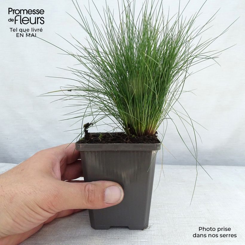 Exemplaar van Festuca amethystina - Zwenkgras Kweekpotje van 8/9 cm zoals geleverd in de lente
