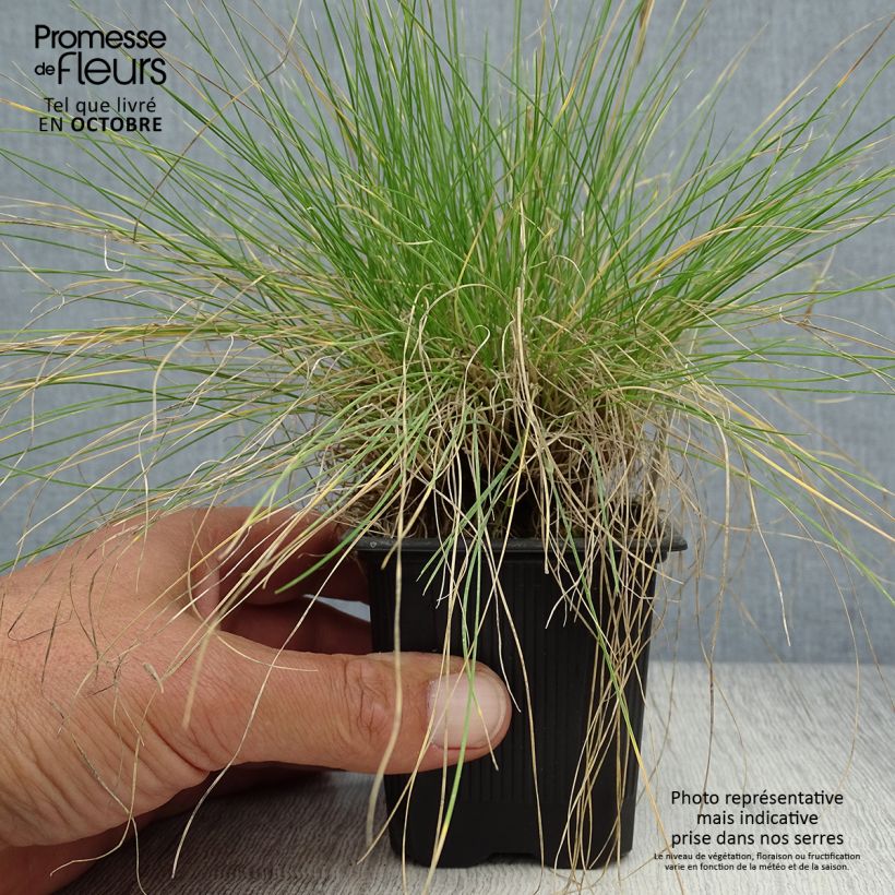 Exemplaar van Festuca filiformis - Fijn schapengras Kweekpotje van 8/9 cm zoals geleverd in de herfst