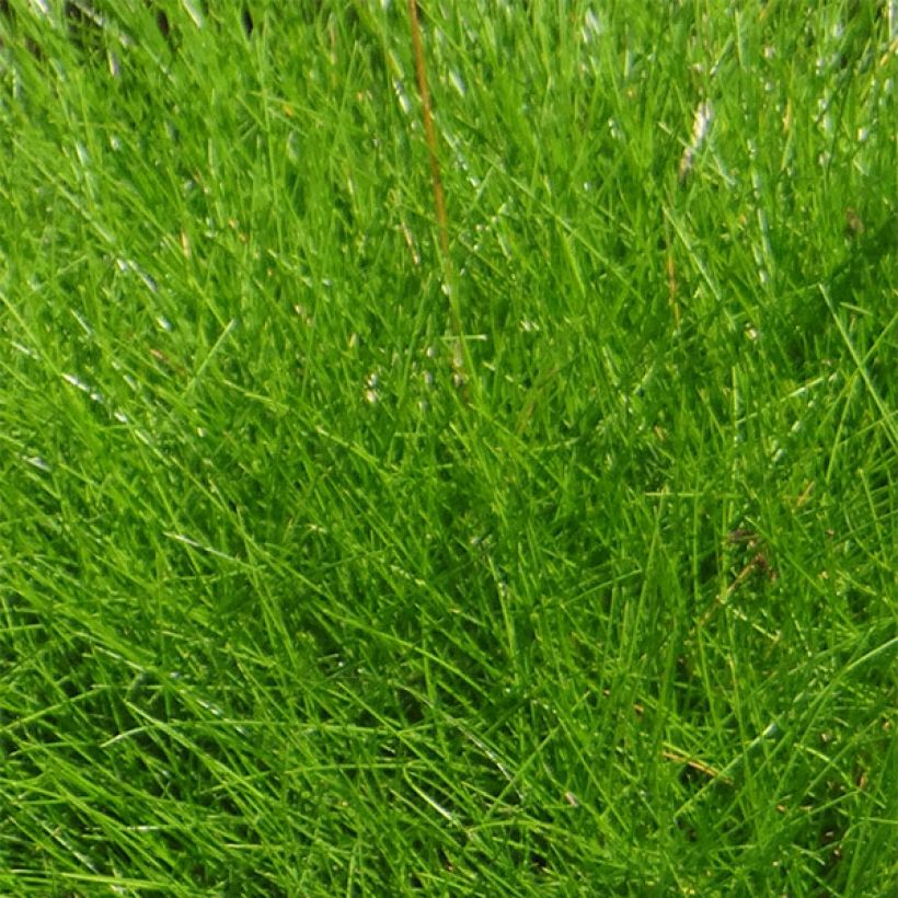 Festuca gautieri - Zwenkgras (Foliage)