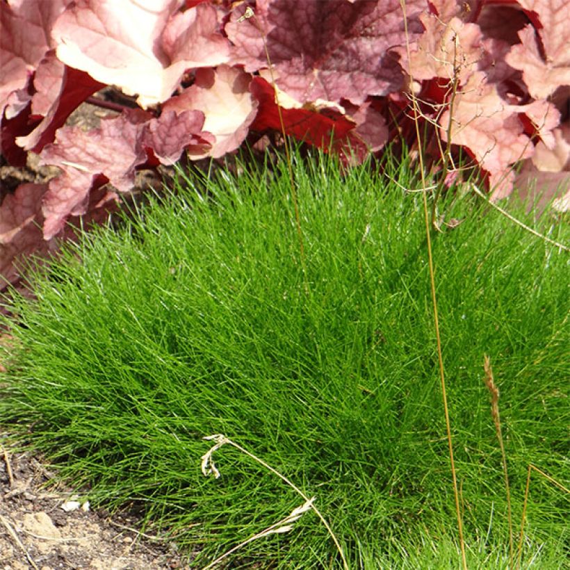 Festuca gautieri - Zwenkgras (Plant habit)