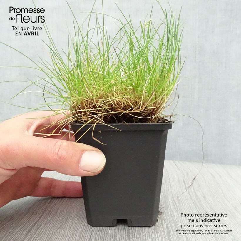 Example of Festuca gautieri - Zwenkgras Kweekpotje van 8/9 cm as you get in printemps