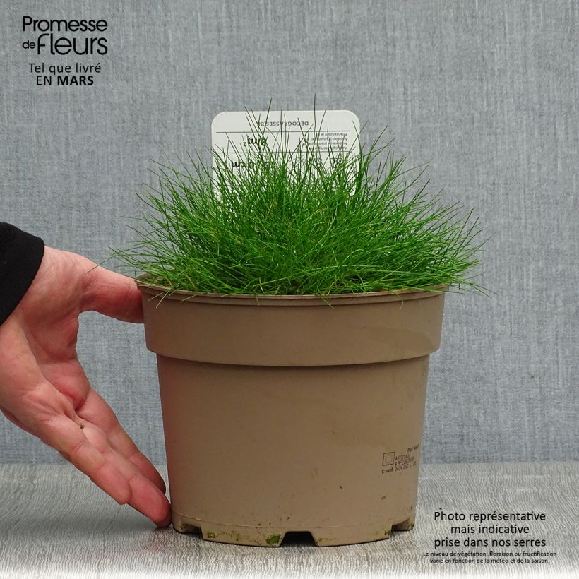 Example of Festuca gautieri - Zwenkgras Pot van 2 l/3 l as you get in printemps