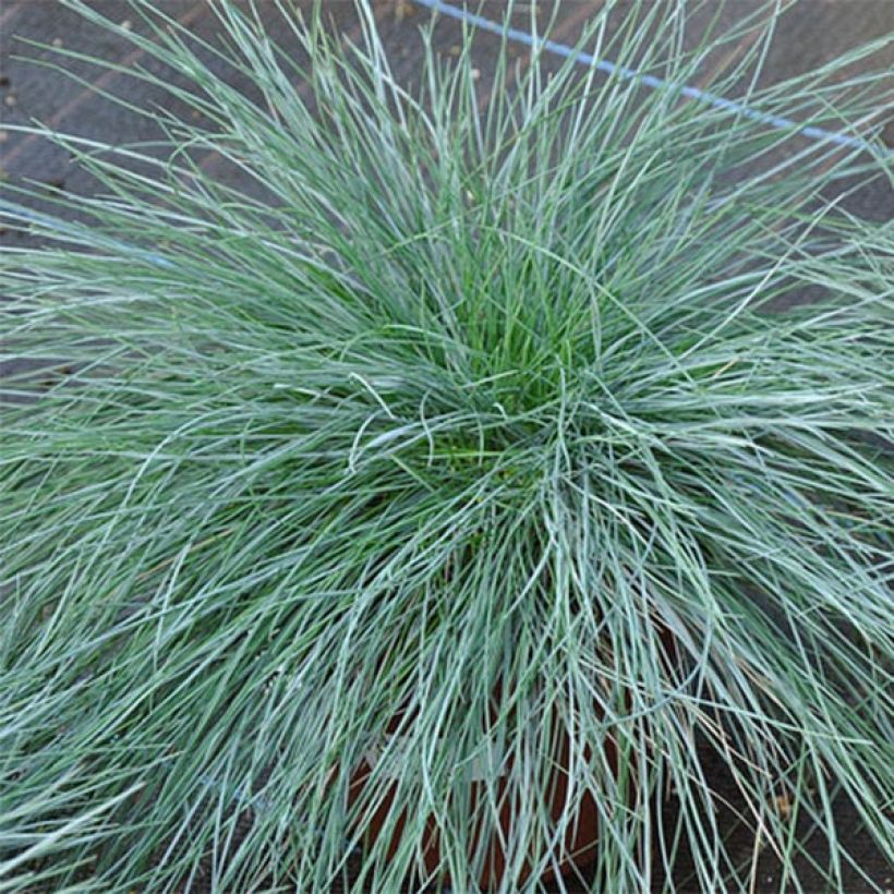 Festuca glauca - Schapengras (Blad)