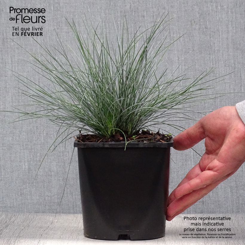 Exemplaar van Festuca glauca Elijah Blue - Blauw schapengras Pot van 2 l/3 l zoals geleverd in de herfst