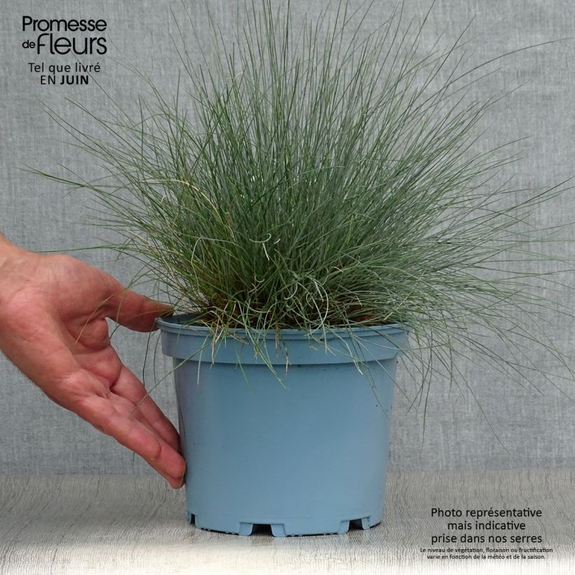 Exemplaar van Festuca glauca Elijah Blue - Blauw schapengras Pot van 2 l/3 l zoals geleverd in de zomer