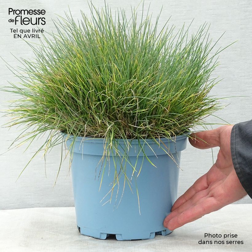 Example of Festuca glauca Elijah Blue - Blauw schapengras Pot van 2 l/3 l as you get in printemps