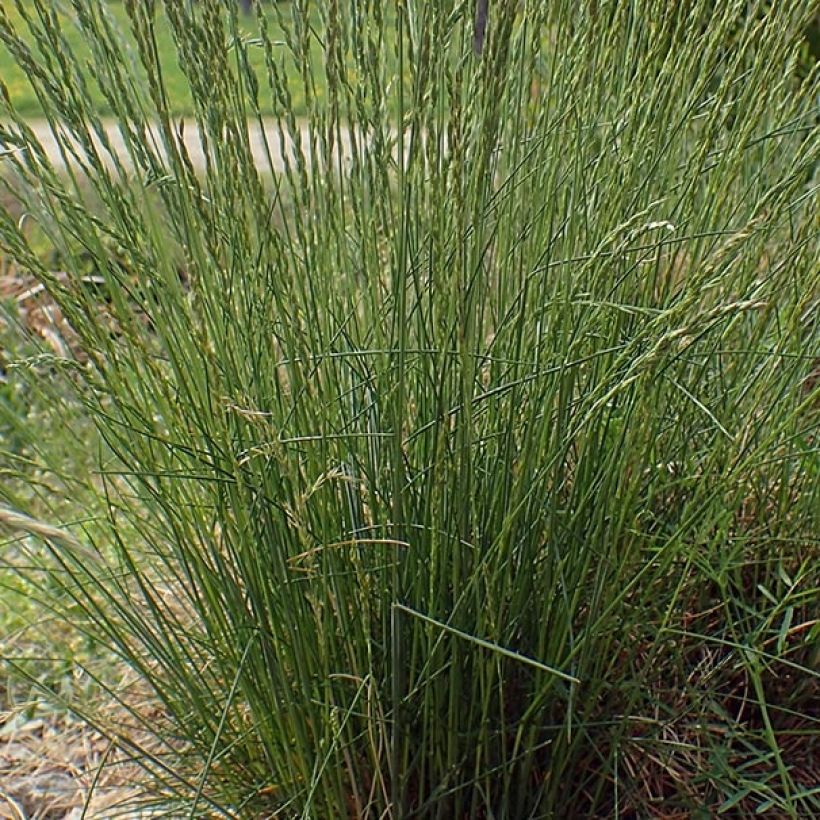 Festuca ovina - Schapengras (Blad)