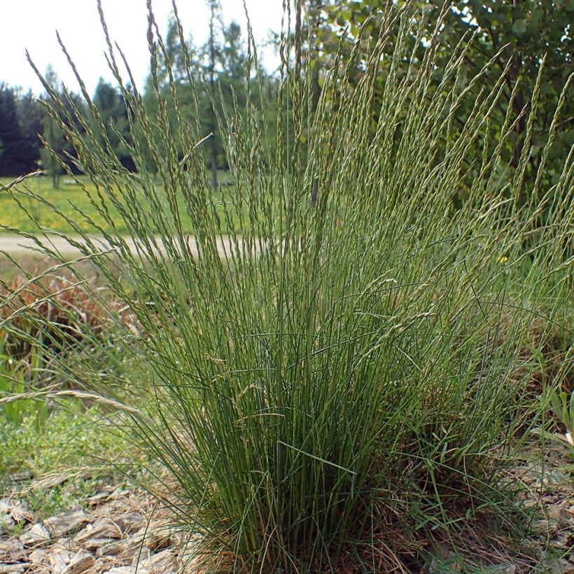 Festuca ovina - Schapengras (Groeiplaats)