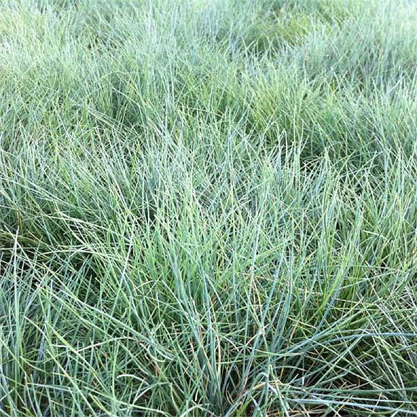 Festuca valesiaca Glaucantha - Zwenkgras (Blad)