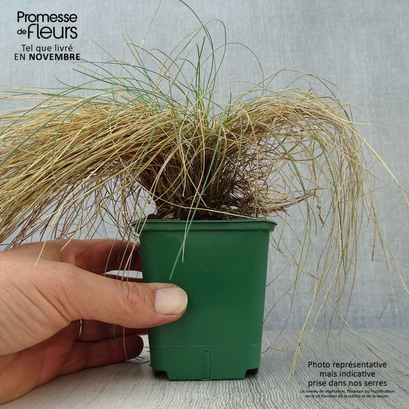 Exemplaar van Festuca valesiaca Glaucantha - Zwenkgras Kweekpotje van 8/9 cm zoals geleverd in de herfst