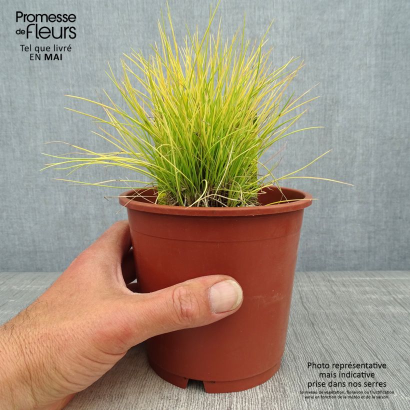 Exemplaar van Festuca glauca Golden Toupee - Blauw schapengras Pot van 1 l/1,5 l zoals geleverd in de lente