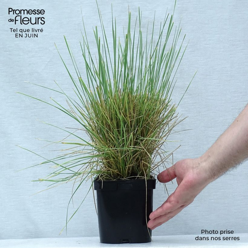 Exemplaar van Festuca mairei - Zwenkgras Pot van 2 l/3 l zoals geleverd in de zomer