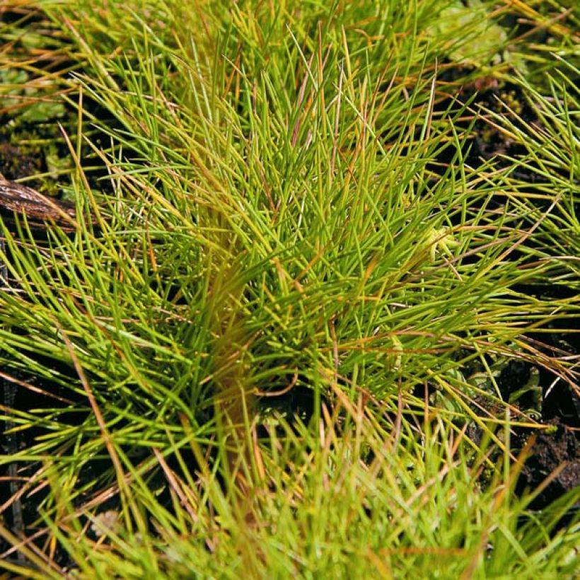 Festuca glauca Golden Toupee - Blauw schapengras (Blad)