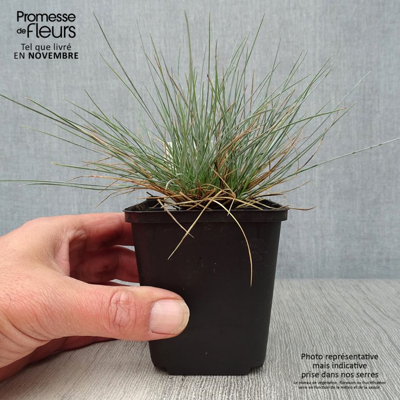 Exemplaar van Festuca glauca Elijah Blue - Blauw schapengras Kweekpotje van 8/9 cm zoals geleverd in de herfst
